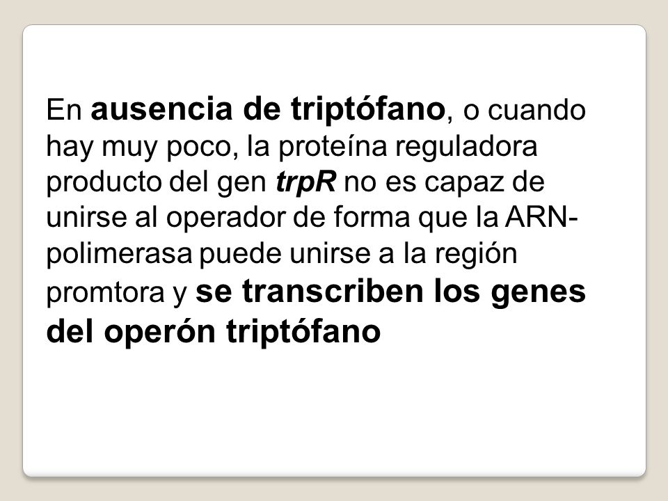 En ausencia de triptófano, o cuando hay muy poco, la proteína reguladora producto del gen trpR no es capaz de unirse al operador de forma que la ARN-polimerasa puede unirse a la región promtora y se transcriben los genes del operón triptófano