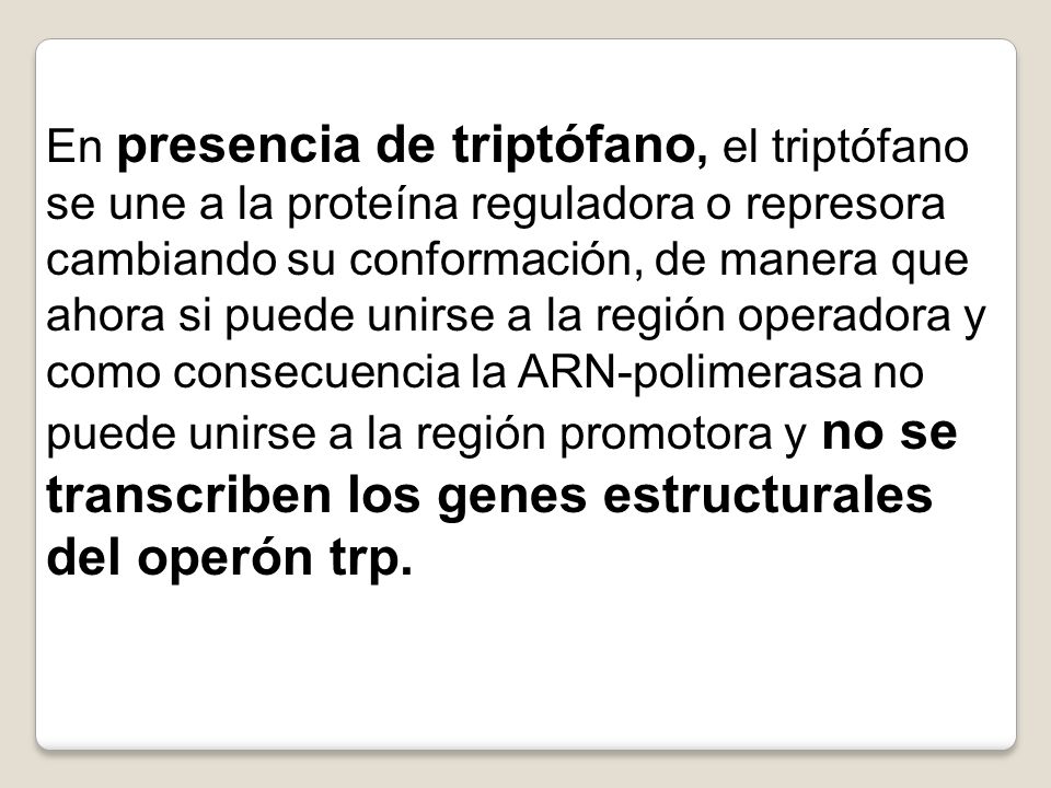 En presencia de triptófano, el triptófano se une a la proteína reguladora o represora cambiando su conformación, de manera que ahora si puede unirse a la región operadora y como consecuencia la ARN-polimerasa no puede unirse a la región promotora y no se transcriben los genes estructurales del operón trp.