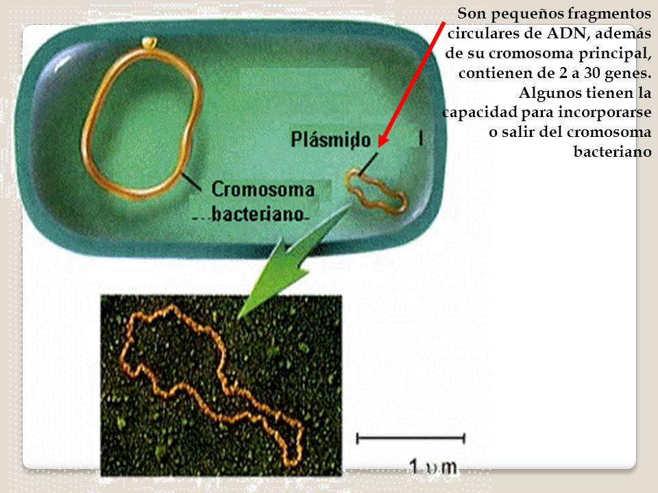 Son pequeños fragmentos circulares de ADN, además de su cromosoma principal, contienen de 2 a 30 genes.