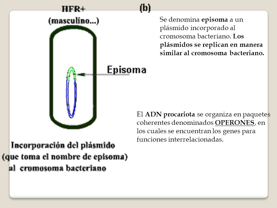 Se denomina episoma a un plásmido incorporado al cromosoma bacteriano