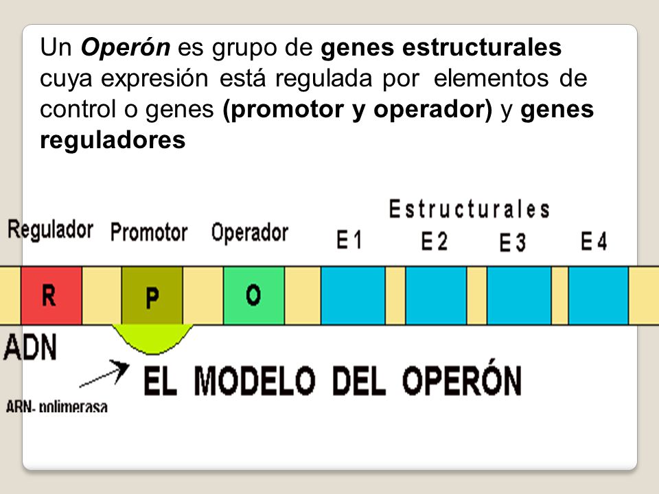 Un Operón es grupo de genes estructurales cuya expresión está regulada por elementos de control o genes (promotor y operador) y genes reguladores