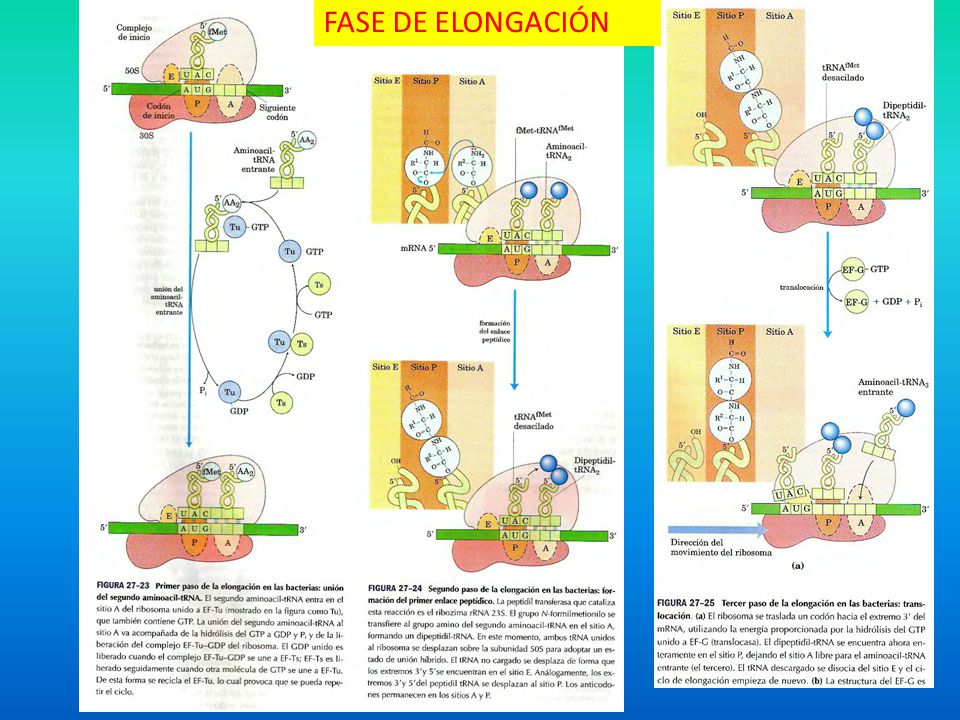 FASE DE ELONGACIÓN