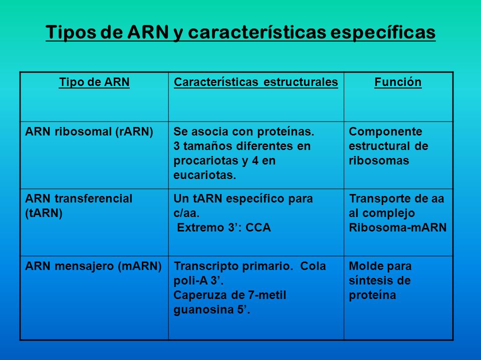 Tipos de ARN y características específicas