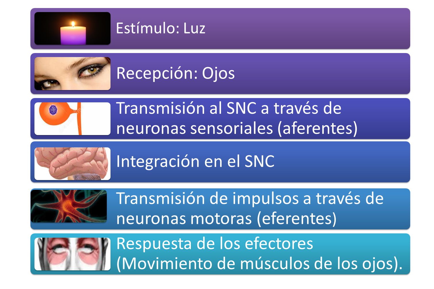 Transmisión al SNC a través de neuronas sensoriales (aferentes)