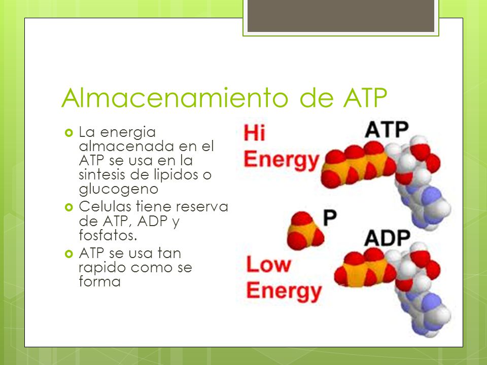 Almacenamiento de ATP La energia almacenada en el ATP se usa en la sintesis de lipidos o glucogeno.