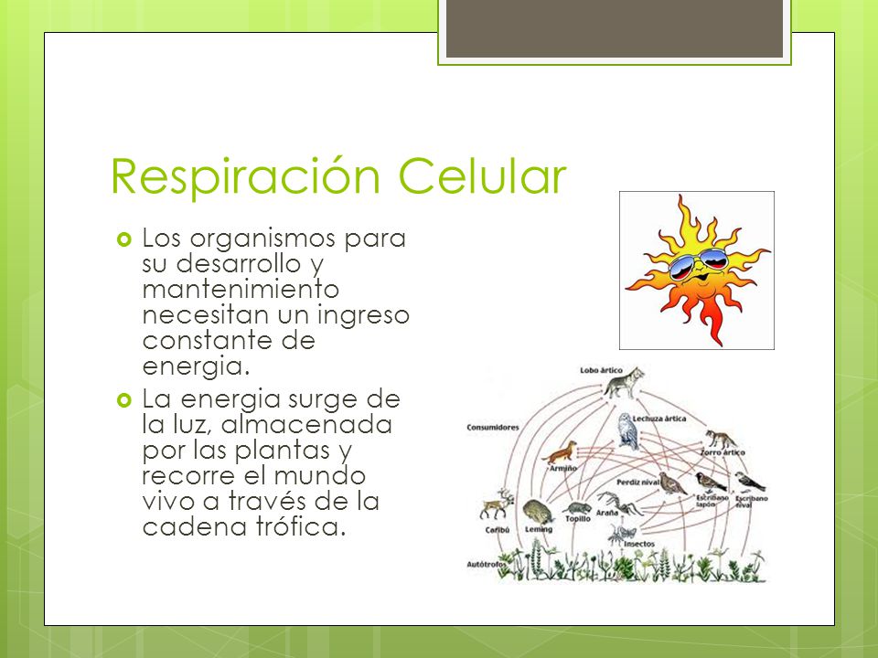 Respiración Celular Los organismos para su desarrollo y mantenimiento necesitan un ingreso constante de energia.