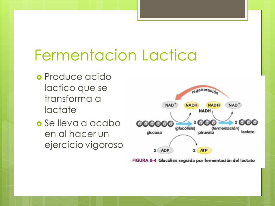 Fermentacion Lactica Produce acido lactico que se transforma a lactate