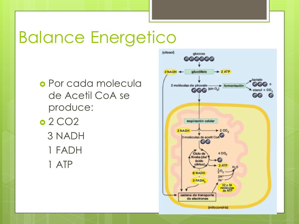 Balance Energetico Por cada molecula de Acetil CoA se produce: 2 CO2