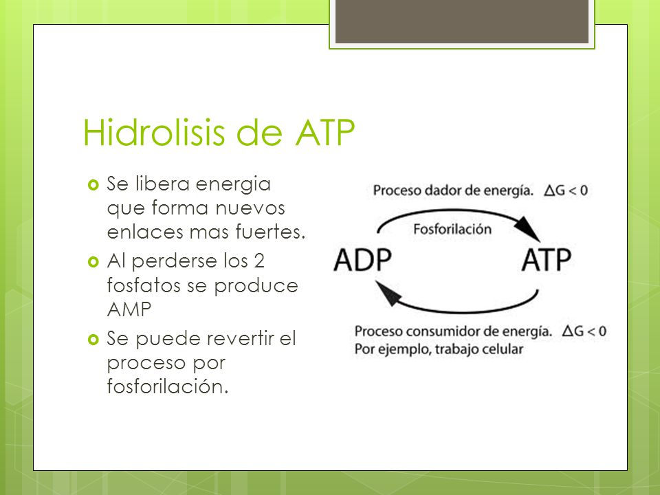 Hidrolisis de ATP Se libera energia que forma nuevos enlaces mas fuertes. Al perderse los 2 fosfatos se produce AMP.