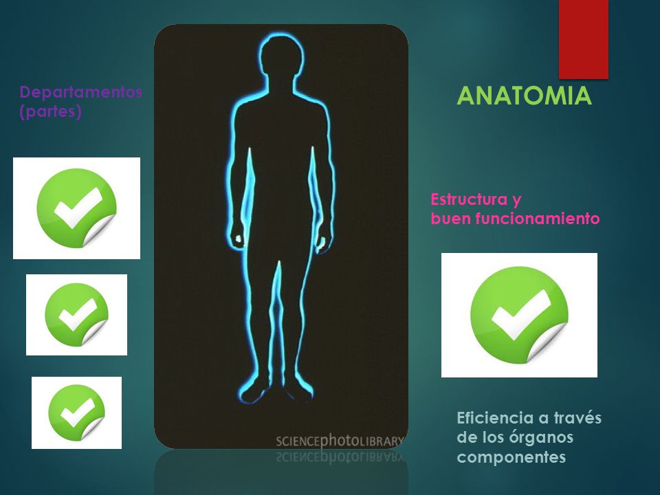 ANATOMIA Departamentos (partes) Estructura y buen funcionamiento