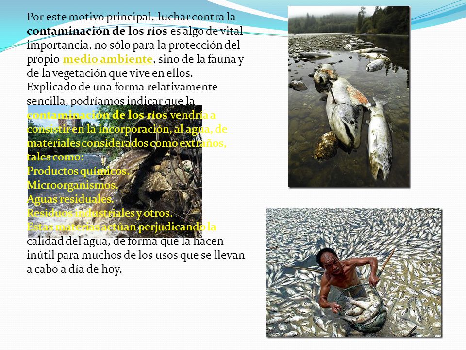 Por este motivo principal, luchar contra la contaminación de los ríos es algo de vital importancia, no sólo para la protección del propio medio ambiente, sino de la fauna y de la vegetación que vive en ellos.