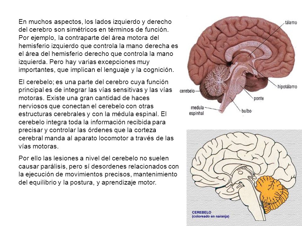 En muchos aspectos, los lados izquierdo y derecho del cerebro son simétricos en términos de función. Por ejemplo, la contraparte del área motora del hemisferio izquierdo que controla la mano derecha es el área del hemisferio derecho que controla la mano izquierda. Pero hay varias excepciones muy importantes, que implican el lenguaje y la cognición.