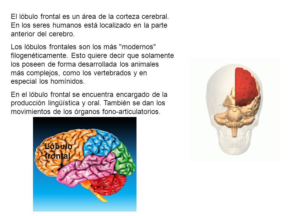 El lóbulo frontal es un área de la corteza cerebral