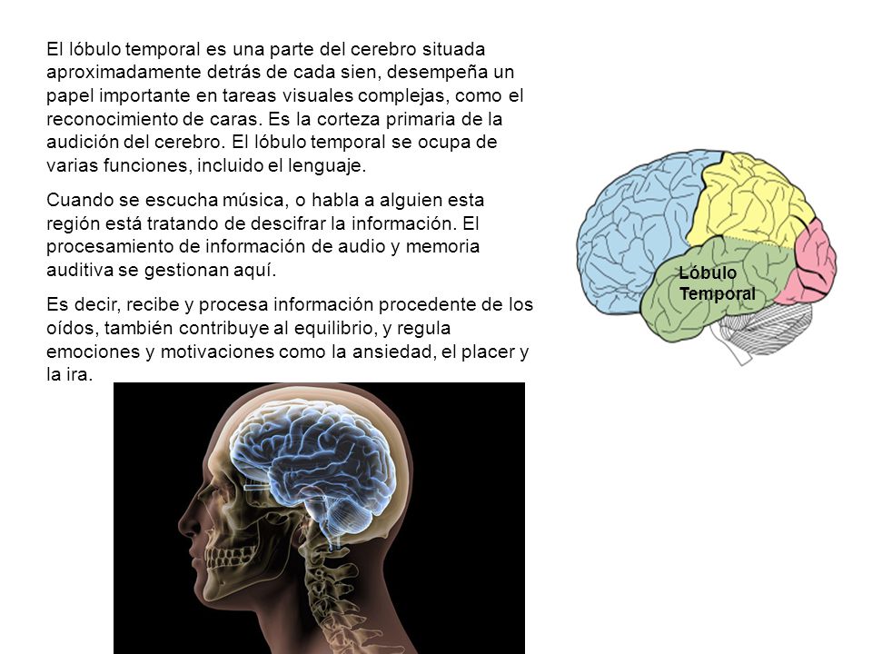 El lóbulo temporal es una parte del cerebro situada aproximadamente detrás de cada sien, desempeña un papel importante en tareas visuales complejas, como el reconocimiento de caras. Es la corteza primaria de la audición del cerebro. El lóbulo temporal se ocupa de varias funciones, incluido el lenguaje.