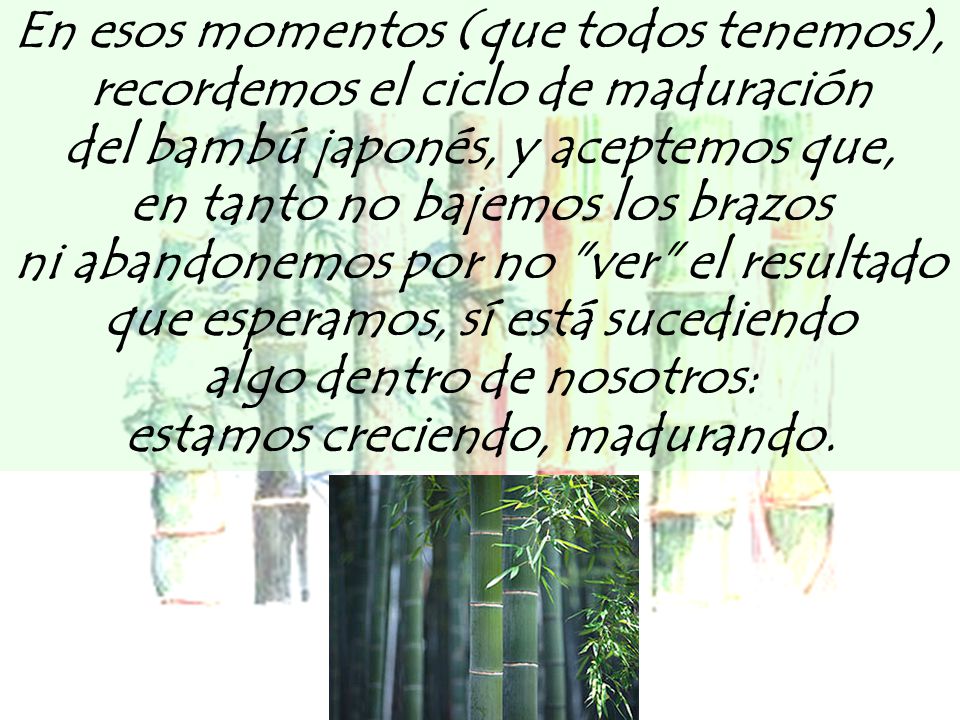 del bambú japonés, y aceptemos que, en tanto no bajemos los brazos
