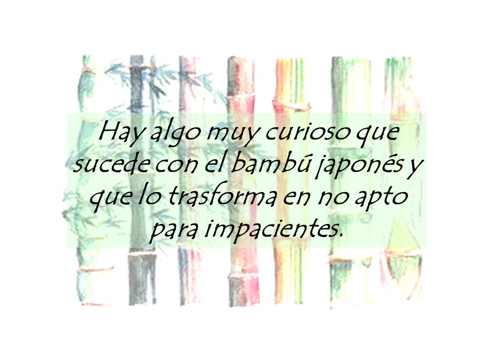 Hay algo muy curioso que sucede con el bambú japonés y que lo trasforma en no apto para impacientes.