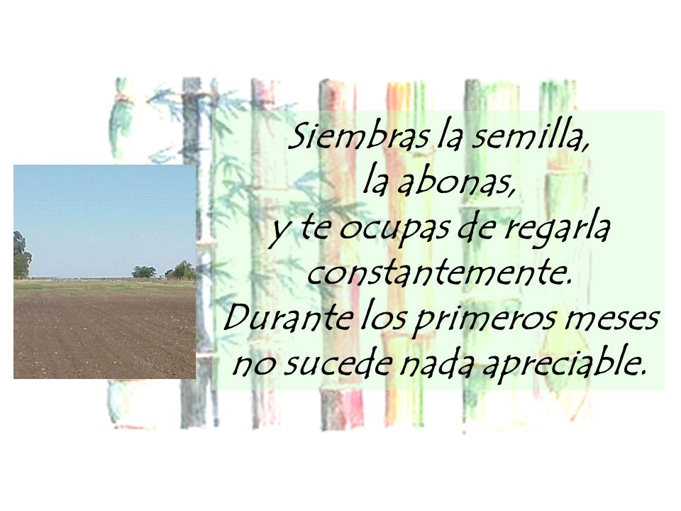 y te ocupas de regarla constantemente. Durante los primeros meses