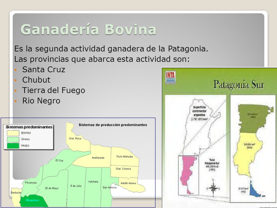 Ganadería Bovina Es la segunda actividad ganadera de la Patagonia.