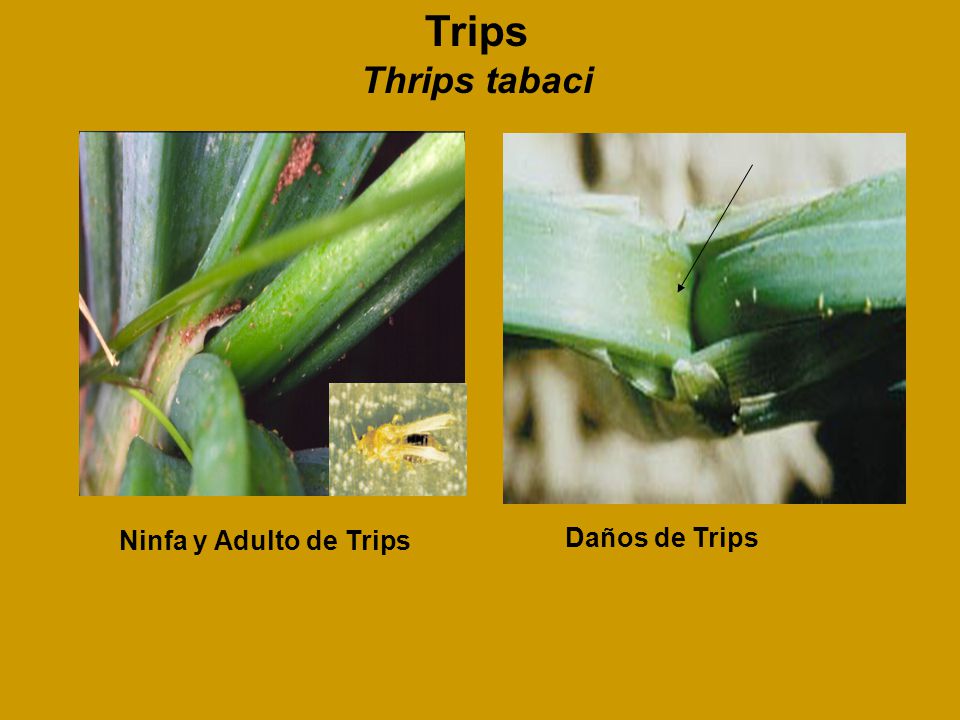 Trips Thrips tabaci Ninfa y Adulto de Trips Daños de Trips