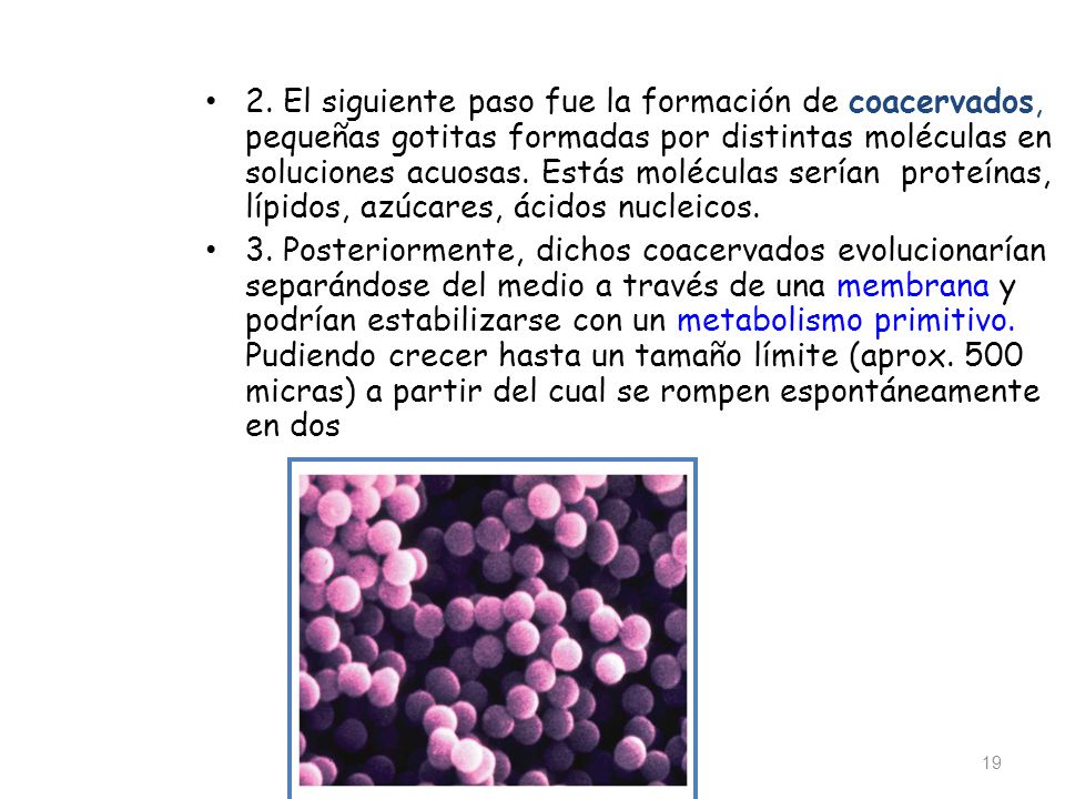 2. El siguiente paso fue la formación de coacervados, pequeñas gotitas formadas por distintas moléculas en soluciones acuosas. Estás moléculas serían proteínas, lípidos, azúcares, ácidos nucleicos.