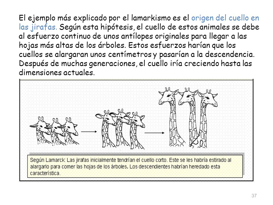 El ejemplo más explicado por el lamarkismo es el origen del cuello en las jirafas.