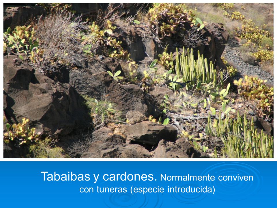 Tabaibas y cardones. Normalmente conviven con tuneras (especie introducida)