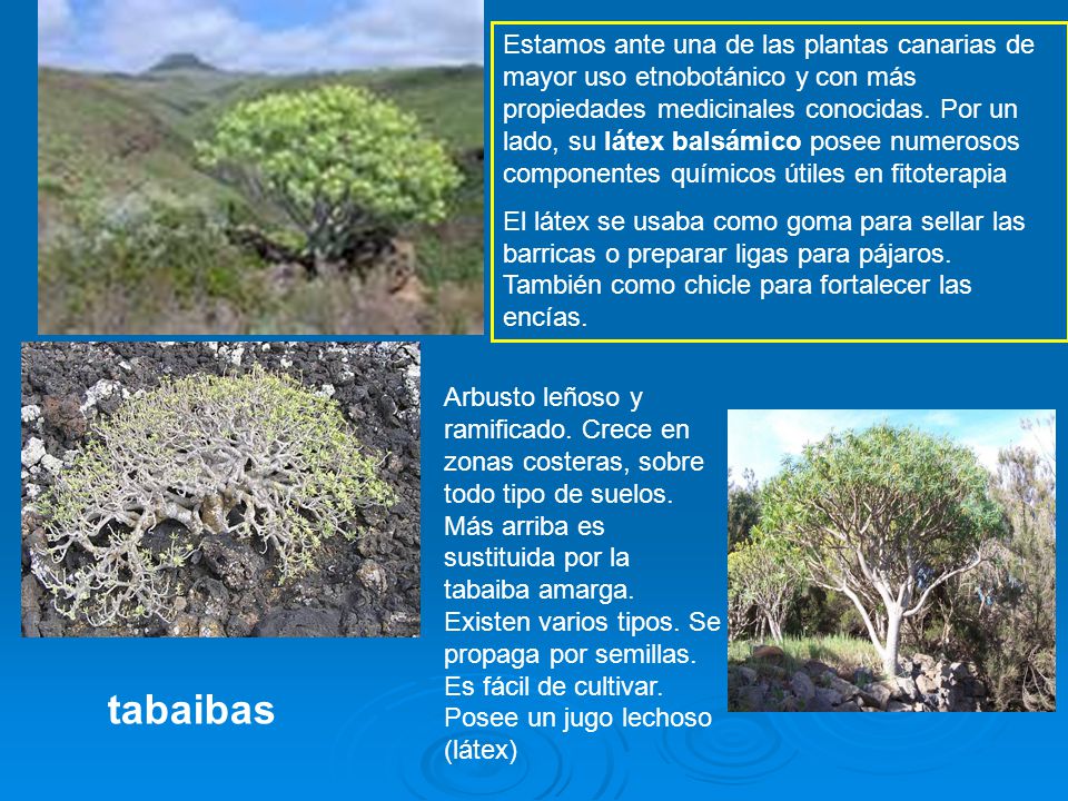 Estamos ante una de las plantas canarias de mayor uso etnobotánico y con más propiedades medicinales conocidas. Por un lado, su látex balsámico posee numerosos componentes químicos útiles en fitoterapia