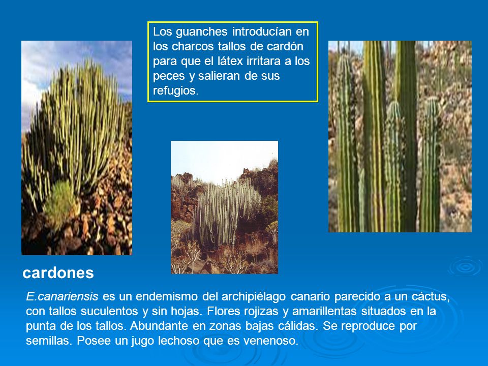 Los guanches introducían en los charcos tallos de cardón para que el látex irritara a los peces y salieran de sus refugios.