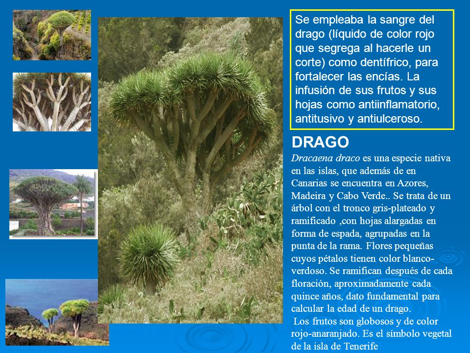 Se empleaba la sangre del drago (líquido de color rojo que segrega al hacerle un corte) como dentífrico, para fortalecer las encías. La infusión de sus frutos y sus hojas como antiinflamatorio, antitusivo y antiulceroso.