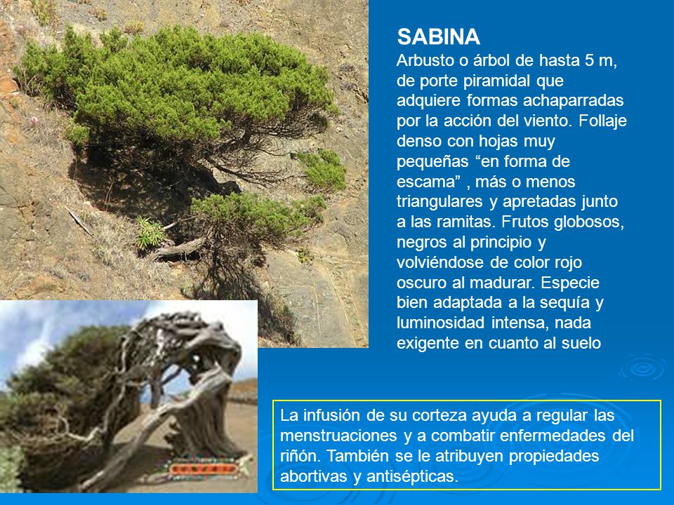 SABINA