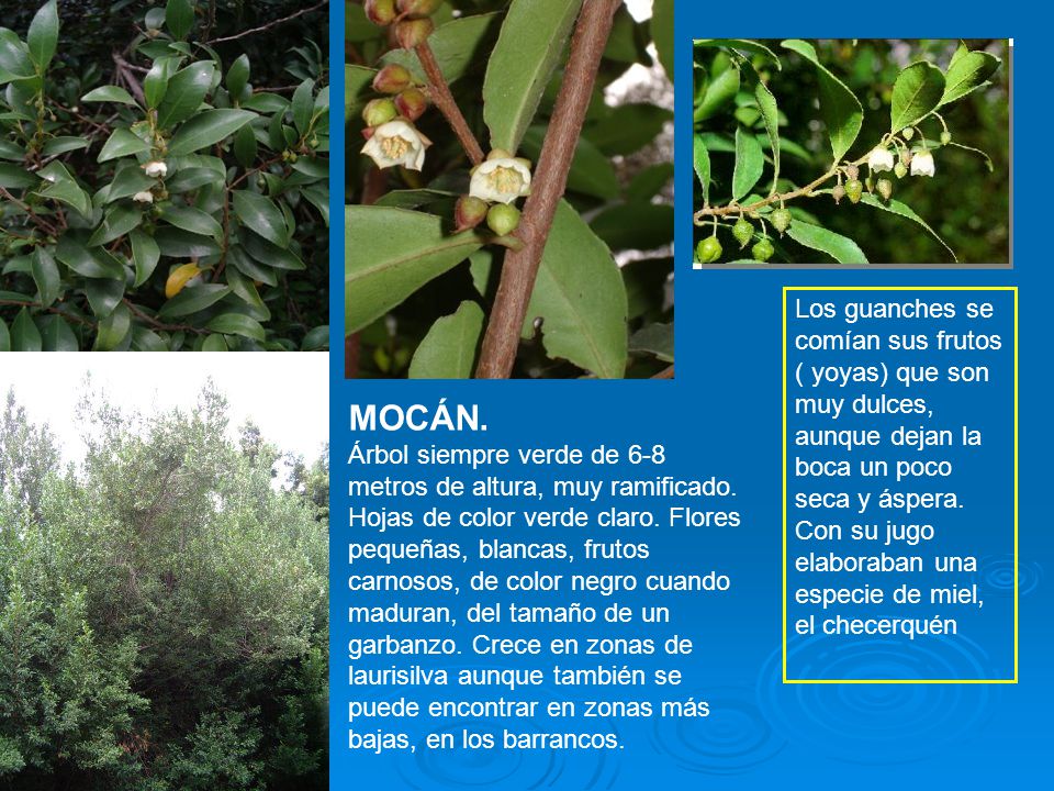 Los guanches se comían sus frutos ( yoyas) que son muy dulces, aunque dejan la boca un poco seca y áspera. Con su jugo elaboraban una especie de miel, el checerquén