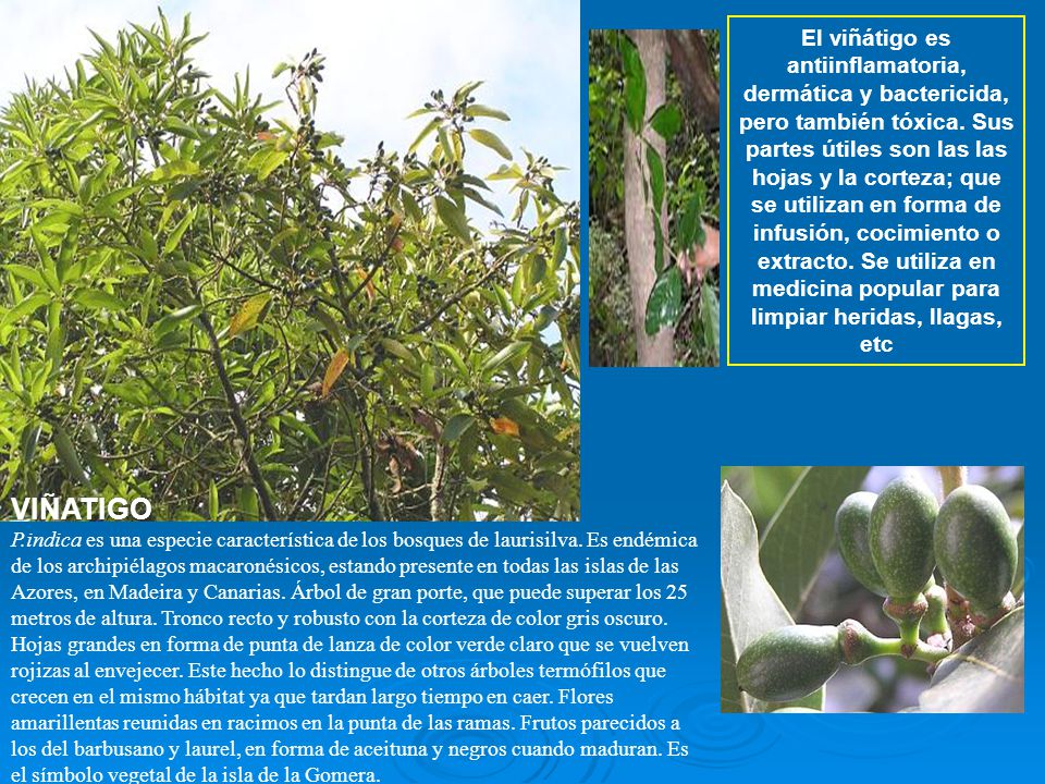 El viñátigo es antiinflamatoria, dermática y bactericida, pero también tóxica. Sus partes útiles son las las hojas y la corteza; que se utilizan en forma de infusión, cocimiento o extracto. Se utiliza en medicina popular para limpiar heridas, llagas, etc