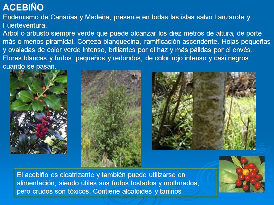 ACEBIÑO Endemismo de Canarias y Madeira, presente en todas las islas salvo Lanzarote y Fuerteventura.