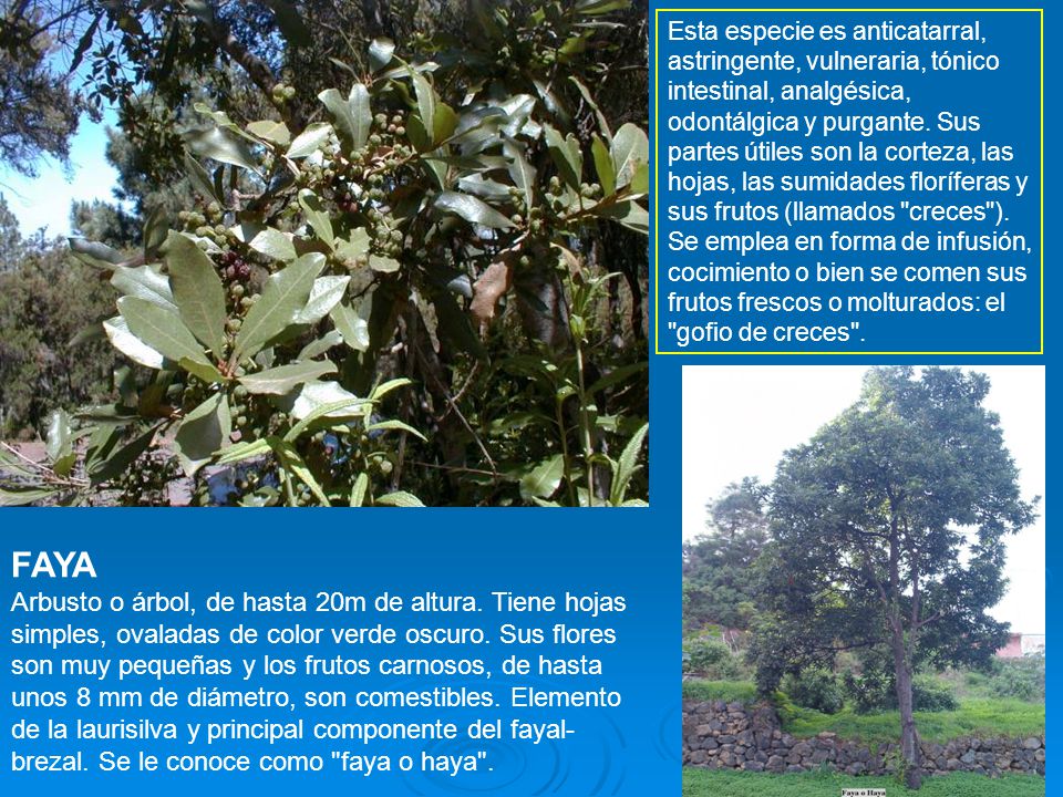 Esta especie es anticatarral, astringente, vulneraria, tónico intestinal, analgésica, odontálgica y purgante. Sus partes útiles son la corteza, las hojas, las sumidades floríferas y sus frutos (llamados creces ). Se emplea en forma de infusión, cocimiento o bien se comen sus frutos frescos o molturados: el gofio de creces .