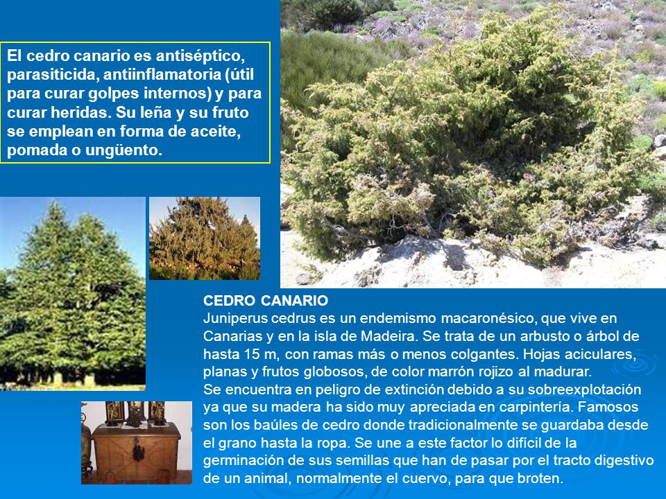 El cedro canario es antiséptico, parasiticida, antiinflamatoria (útil para curar golpes internos) y para curar heridas. Su leña y su fruto se emplean en forma de aceite, pomada o ungüento.