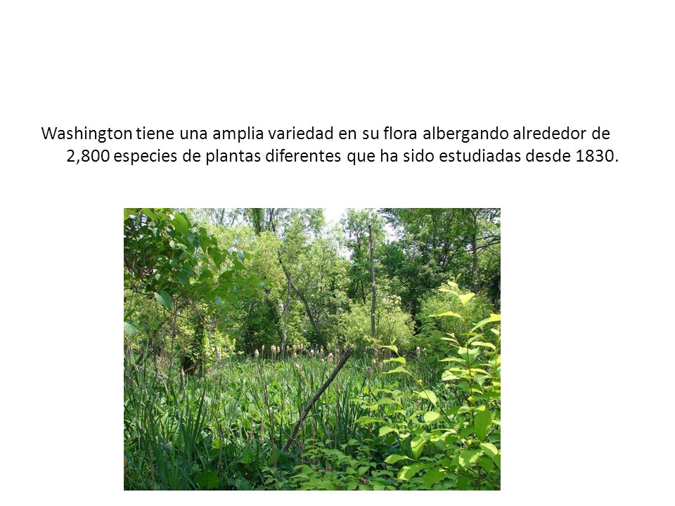 Washington tiene una amplia variedad en su flora albergando alrededor de 2,800 especies de plantas diferentes que ha sido estudiadas desde 1830.