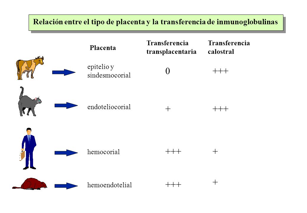 Relación entre el tipo de placenta y la transferencia de inmunoglobulinas