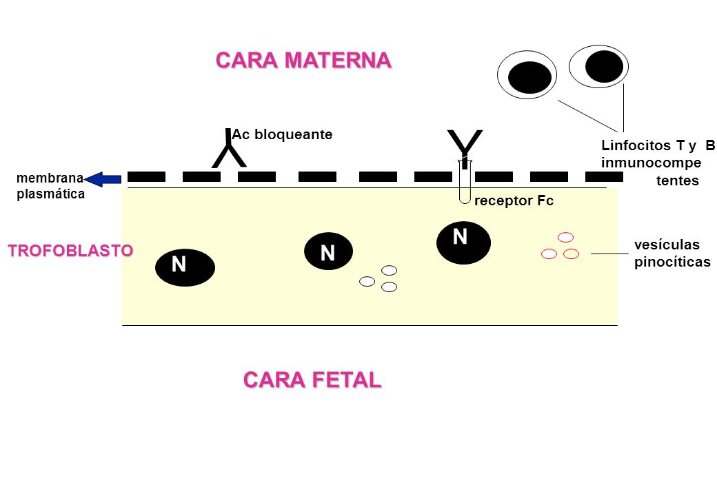 Y Y CARA MATERNA N N N CARA FETAL TROFOBLASTO Ac bloqueante