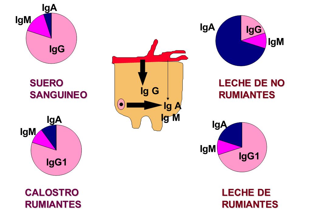 IgA IgM. IgA. IgG. IgM. Ig G. Ig A. Ig M. IgG. SUERO SANGUINEO. LECHE DE NO. RUMIANTES. IgA.