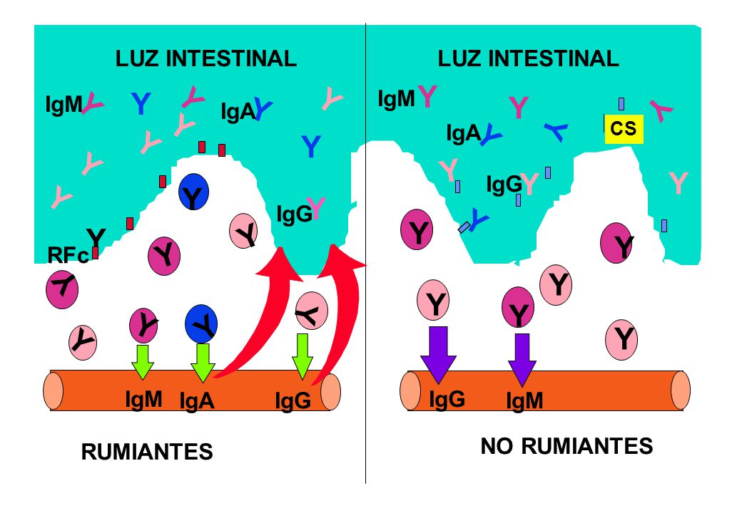 RUMIANTES NO RUMIANTES LUZ INTESTINAL Y RFc IgM IgA IgG CS
