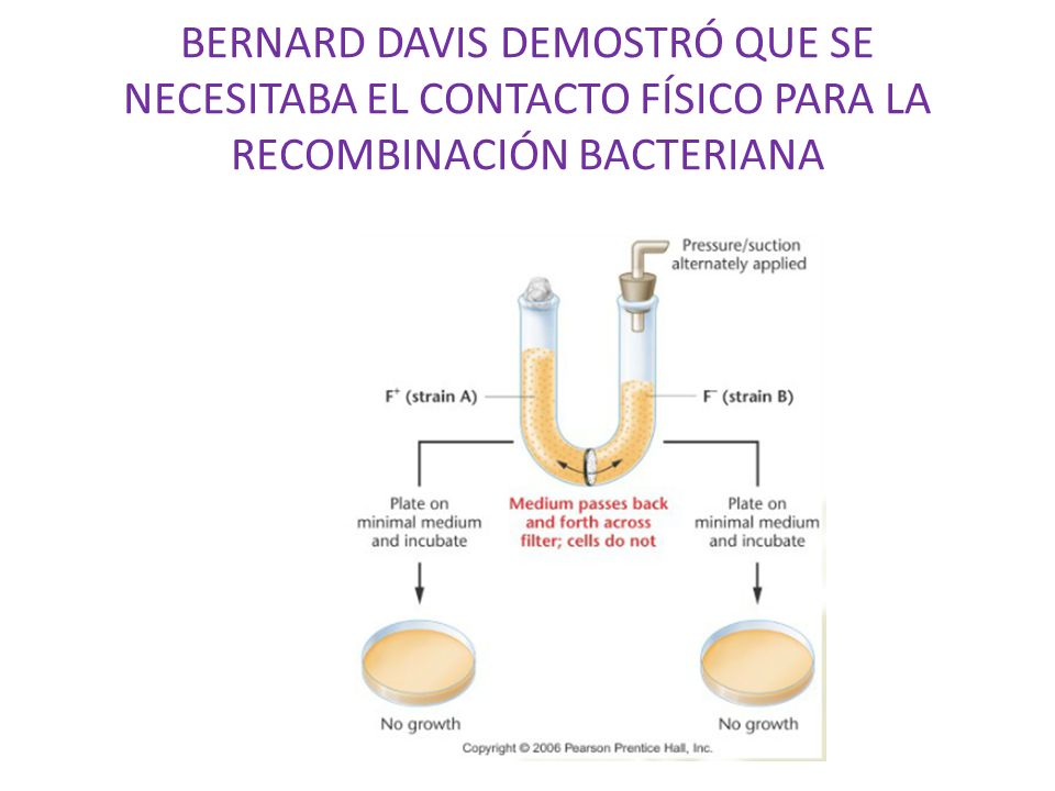 BERNARD DAVIS DEMOSTRÓ QUE SE NECESITABA EL CONTACTO FÍSICO PARA LA RECOMBINACIÓN BACTERIANA