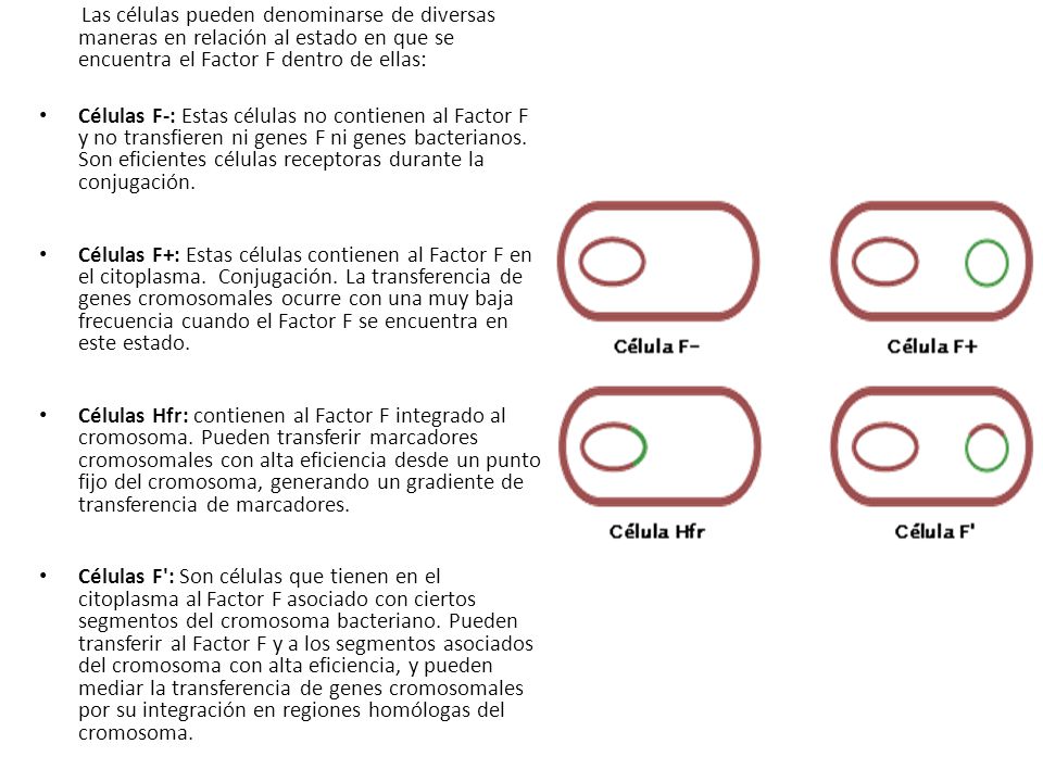 Las células pueden denominarse de diversas maneras en relación al estado en que se encuentra el Factor F dentro de ellas: