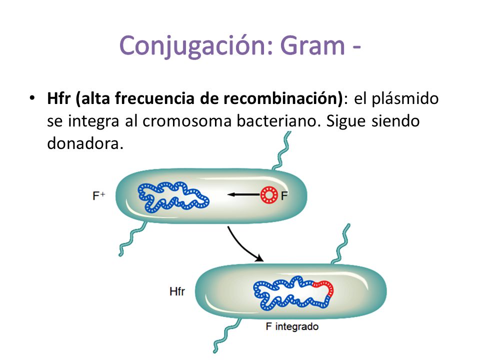 Conjugación: Gram - Hfr (alta frecuencia de recombinación): el plásmido se integra al cromosoma bacteriano.