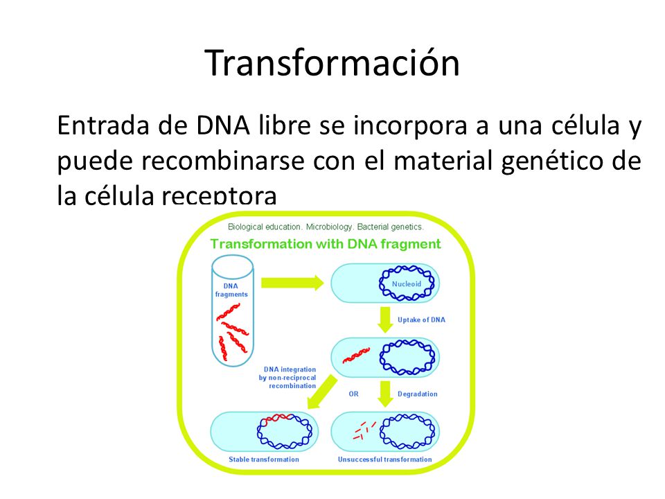 Transformación Entrada de DNA libre se incorpora a una célula y puede recombinarse con el material genético de la célula receptora.