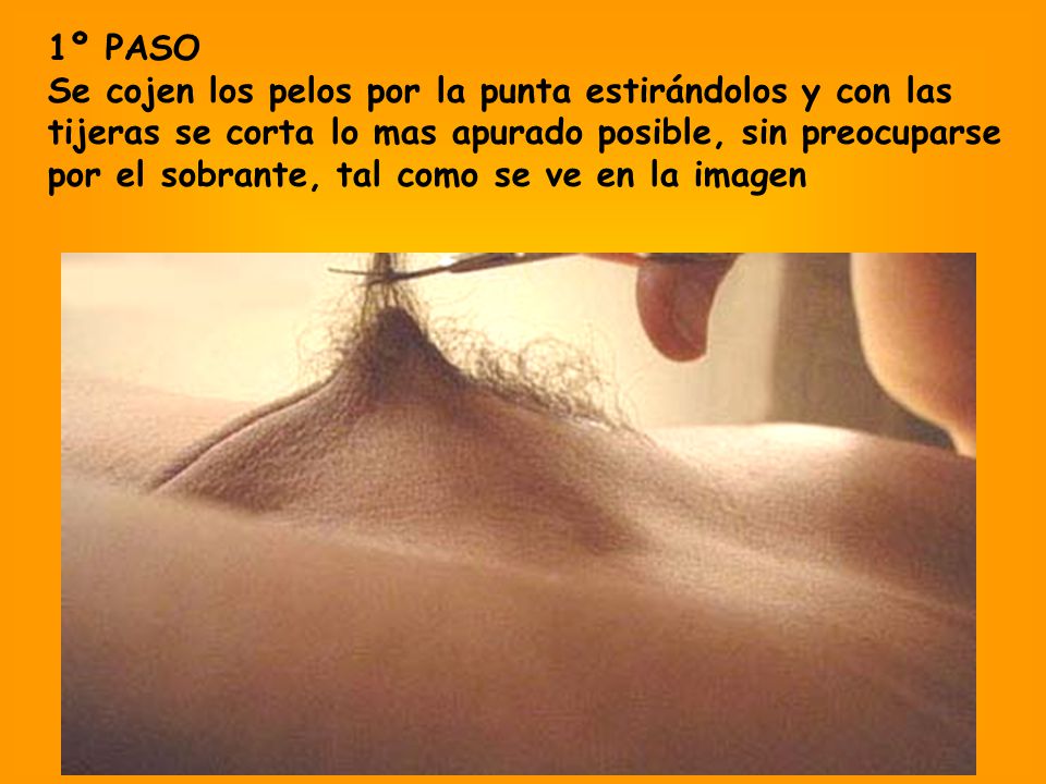 1º PASO Se cojen los pelos por la punta estirándolos y con las tijeras se corta lo mas apurado posible, sin preocuparse por el sobrante, tal como se ve en la imagen