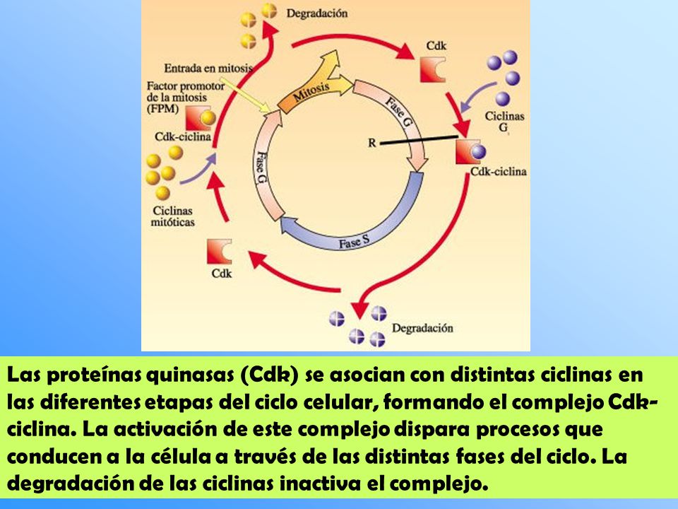 Las proteínas quinasas (Cdk) se asocian con distintas ciclinas en las diferentes etapas del ciclo celular, formando el complejo Cdk-ciclina.
