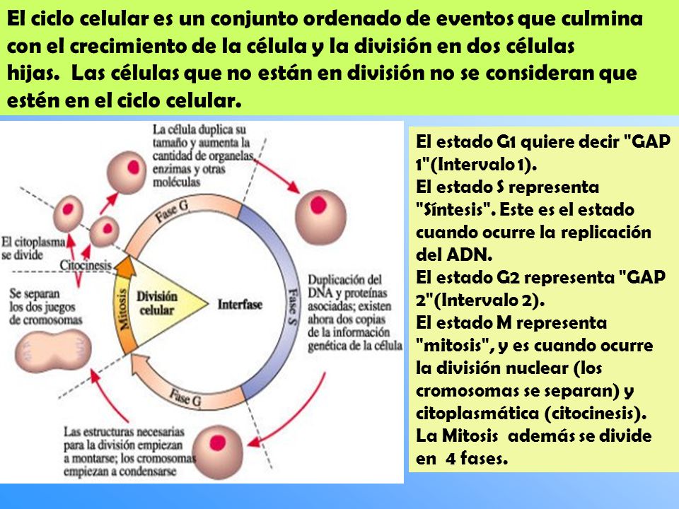 El ciclo celular es un conjunto ordenado de eventos que culmina con el crecimiento de la célula y la división en dos células hijas. Las células que no están en división no se consideran que estén en el ciclo celular.