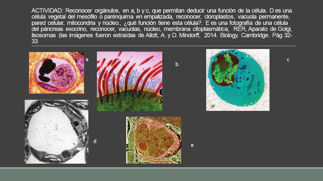 ACTIVIDAD: Reconocer orgánulos, en a, b y c, que permitan deducir una función de la célula. D es una célula vegetal del mesófilo o parénquima en empalizada, reconocer, cloroplastos, vacuola permanente, pared celular, mitocondria y núcleo., ¿qué función tiene esta célula . E es una fotografía de una célula del páncreas exocrino, reconocer, vacuolas, núcleo, membrana citoplasmática, RER, Aparato de Golgi, lisosomas (las imágenes fueron extraídas de Allott, A. y D. Mindorff, Biology. Cambridge. Pág 32-33