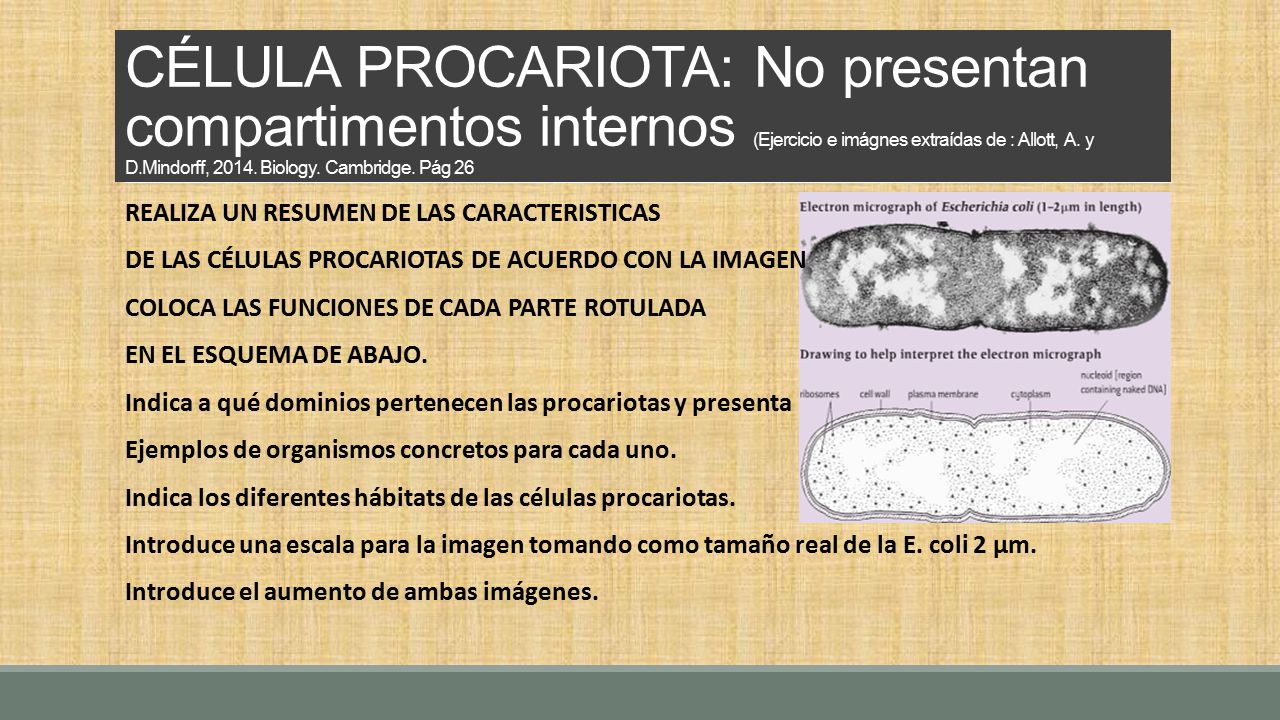 CÉLULA PROCARIOTA: No presentan compartimentos internos (Ejercicio e imágnes extraídas de : Allott, A. y D.Mindorff, Biology. Cambridge. Pág 26