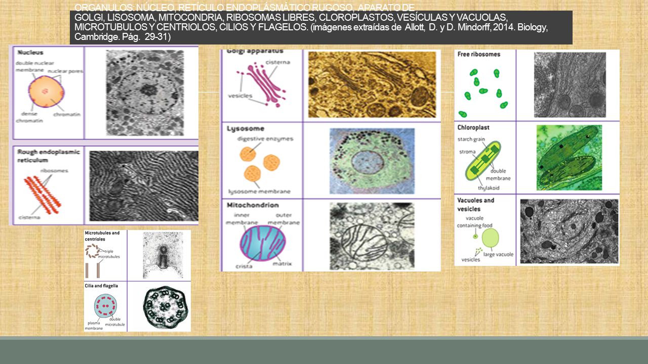 ORGANULOS: NÚCLEO, RETÍCULO ENDOPLÁSMÁTICO RUGOSO, APARATO DE GOLGI, LISOSOMA, MITOCONDRIA, RIBOSOMAS LIBRES, CLOROPLASTOS, VESÍCULAS Y VACUOLAS, MICROTUBULOS Y CENTRIOLOS, CILIOS Y FLAGELOS.